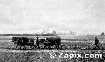 Ploughing With Oxen.