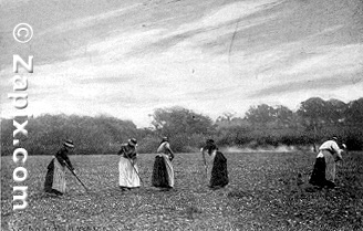 Women in the Fields