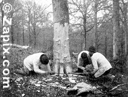 Felling an Oak