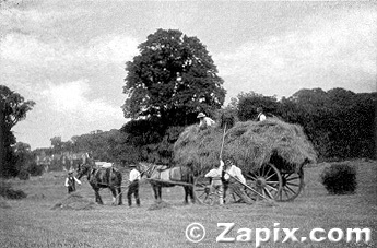 Haymaking